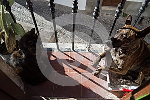Dog Occupying Catâ€™s Toilet on a Balcony in Granadaâ€™s AlbayzÃ­n, Spain