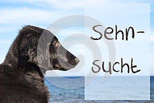 Dog At Ocean, Sehnsucht Means Desire