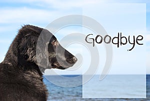 Dog At Ocean, Text Goodbye