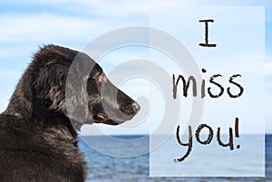 Dog At Ocean, Text I Miss You