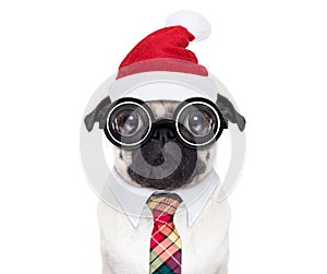 Dog office worker on christmas holidays