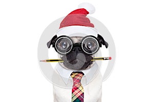 Dog office worker on christmas holidays