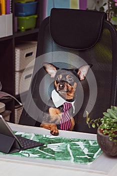 Dog office worker. A dog in a tie and a white collar in the office.Director, Manager, Worker fun