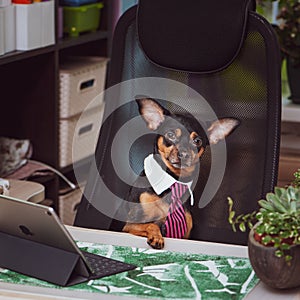 Dog office worker. A dog in a tie and a white collar in the office.Director, Manager, Worker fun