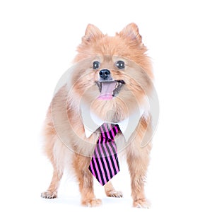 Dog office worker isolated. A dog in a tie and a white collar in
