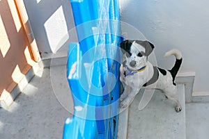 Dog in Oia, Santorini, Greece