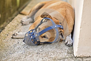 Dog with an old blue muzzle is lying on concrete floor at home