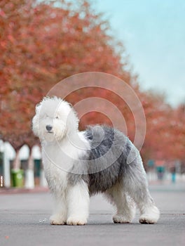 Dog Old English Sheepdog