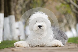 dog Old English Sheepdog