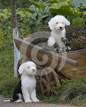 Dog Old English Sheepdog