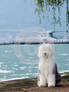 Dog Old English Sheepdog