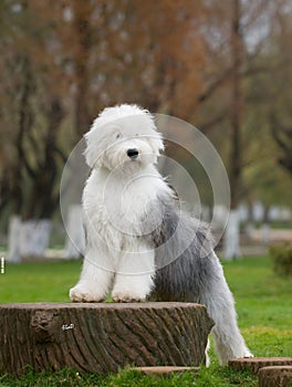 Dog Old English Sheepdog