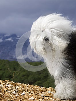 Dog Old English Sheepdog