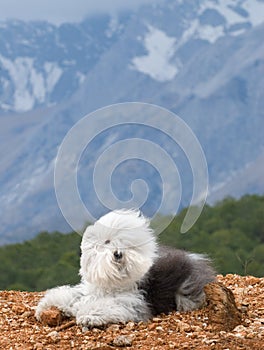 dog Old English Sheepdog