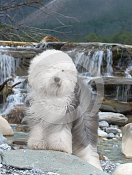 Dog Old English Sheepdog