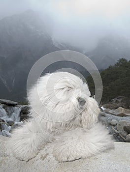 Dog Old English Sheepdog