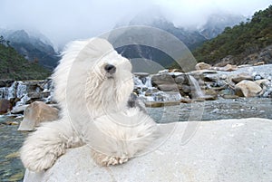 Dog Old English Sheepdog