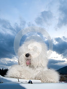 Dog Old English Sheepdog