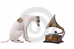 Dog and old gramophone photo