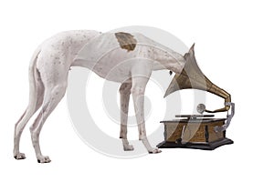 Dog and old gramophone photo
