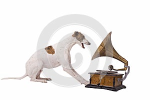 Dog and old gramophone