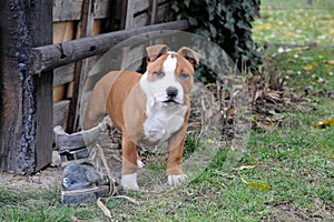 Dog with an old shoe photo