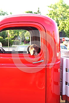 Dog in an old truck
