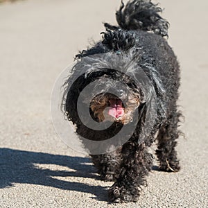 Dog oldness. Old poodle dog close up on nature