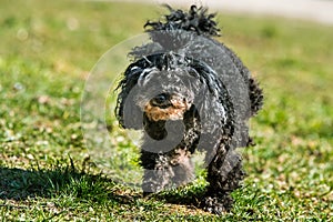 Dog oldness. Old poodle dog pees on nature