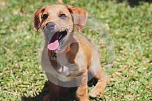 dog with open mouth looking up and tongue outside with grass