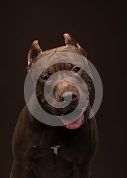 Dog with open mouth, tongue. Chocolate Pit Bull Terrier is smiling. Pet in the studio on a black