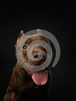 Dog with open mouth, tongue. Chocolate Pit Bull Terrier is smiling. Pet in the studio on a black