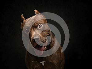 Dog with open mouth, tongue. Chocolate Pit Bull Terrier is smiling. Pet in the studio on a black