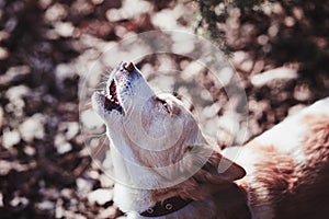 Dog with opened mouth