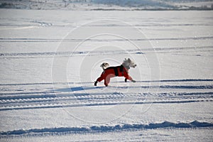 Dog in an orange overalls and boots