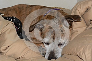 Dog with orthotic brace resting