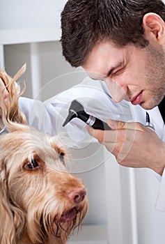 Dog during otoscope examination