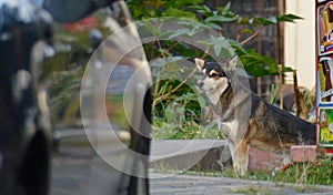 Dog in outdoors mutt in ecuador street husky mix car reflection