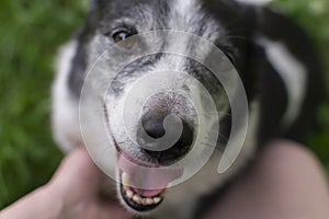 Dog outside smiles. Cute, happy dog headshot smiling. Curious dog looking at the camera.