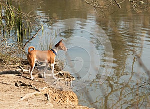 Dog overlooking a lake