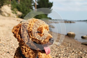 Dog overlooking the river