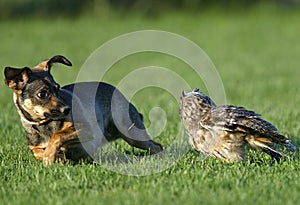 Dog and Owl