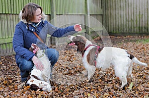 Dog owner with dogs