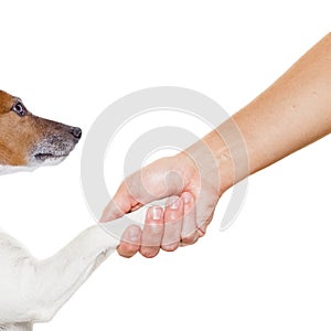 Dog and owner handshaking