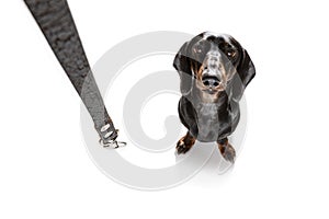 Dog and owner with leash