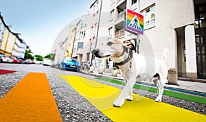 Dog and owner  with leash crossing rainbow gay pride street