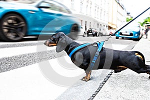 Dog and owner  with leash crossing street