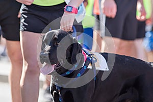 Dog and owner at marathon start