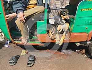 Dog and Owner, New Delhi, India