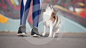 dog and owner obedience training sitting during outdoor leisure sport and recreation activity